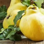 chinese-quince-nutrition